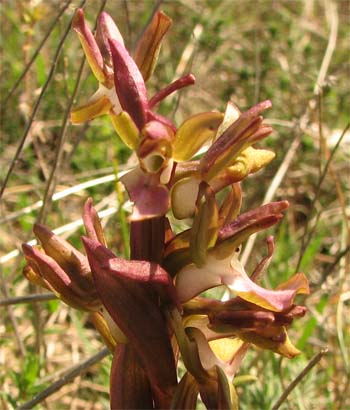 Barlia robertiana , Orchis collina / prime orchidee  2007